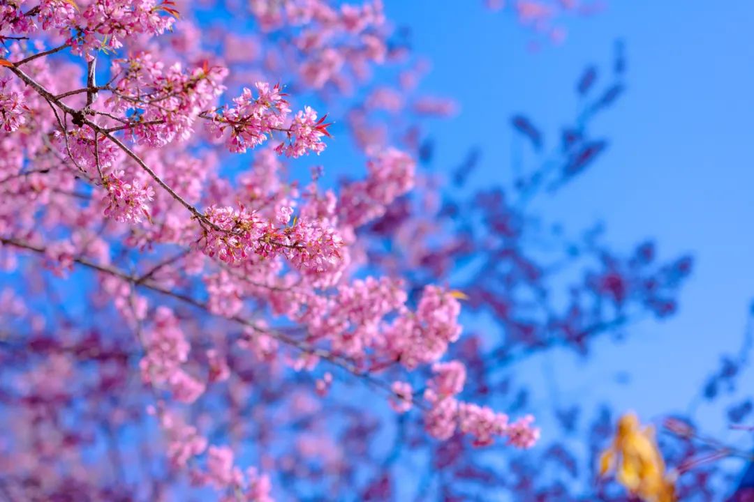 騰沖旅游：騰沖戶外拓展地櫻花谷的櫻花開啦！騰沖旅行社喊你一起徒步泡溫泉